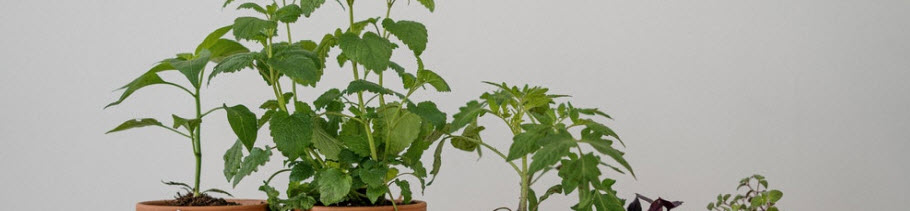 growboxy dla początkujących